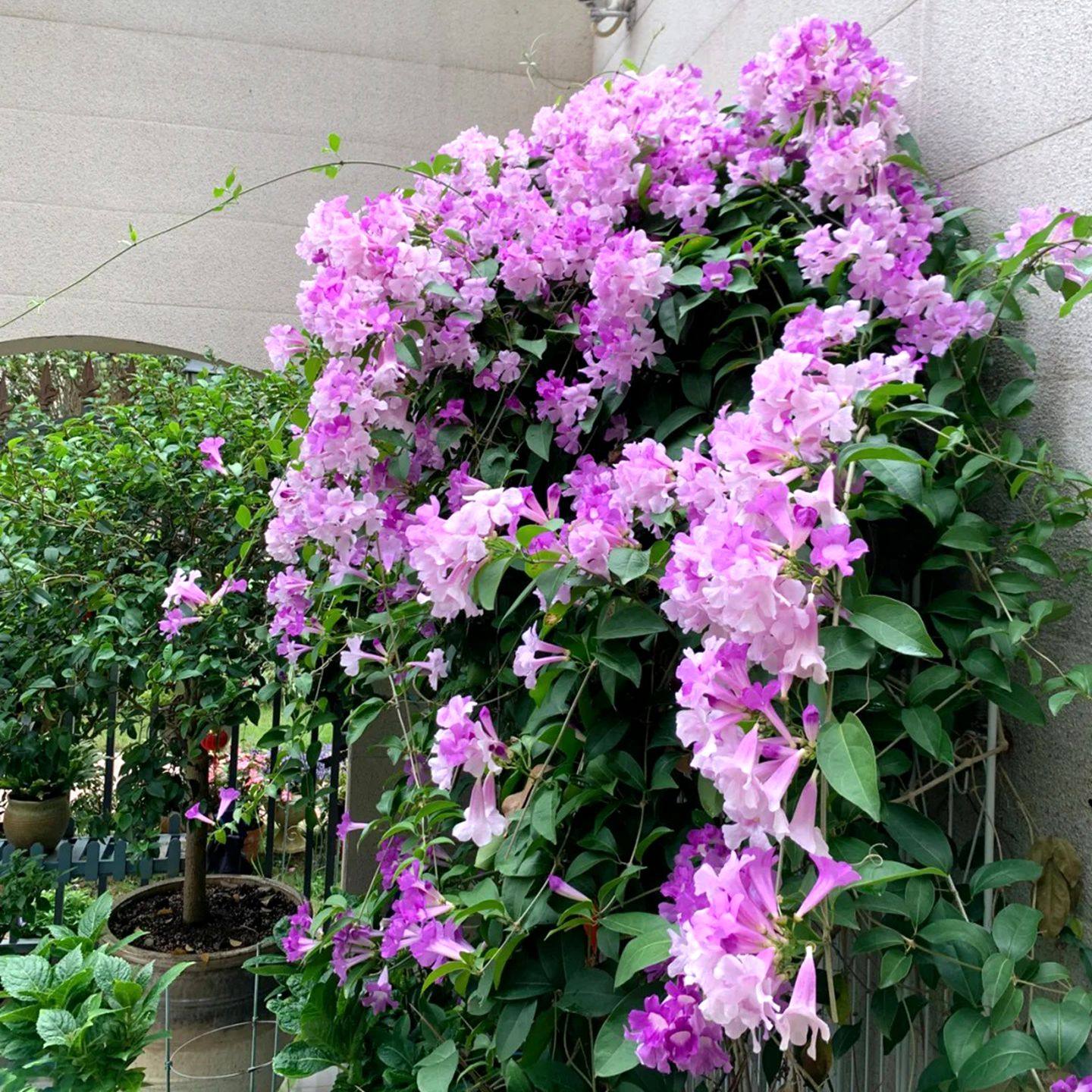 无刺蒜香藤花苗紫铃藤花多季开花庭院阳台盆栽爬藤攀援植物驱蚊虫,淘宝优惠券,粉丝福利购,淘宝优惠卷