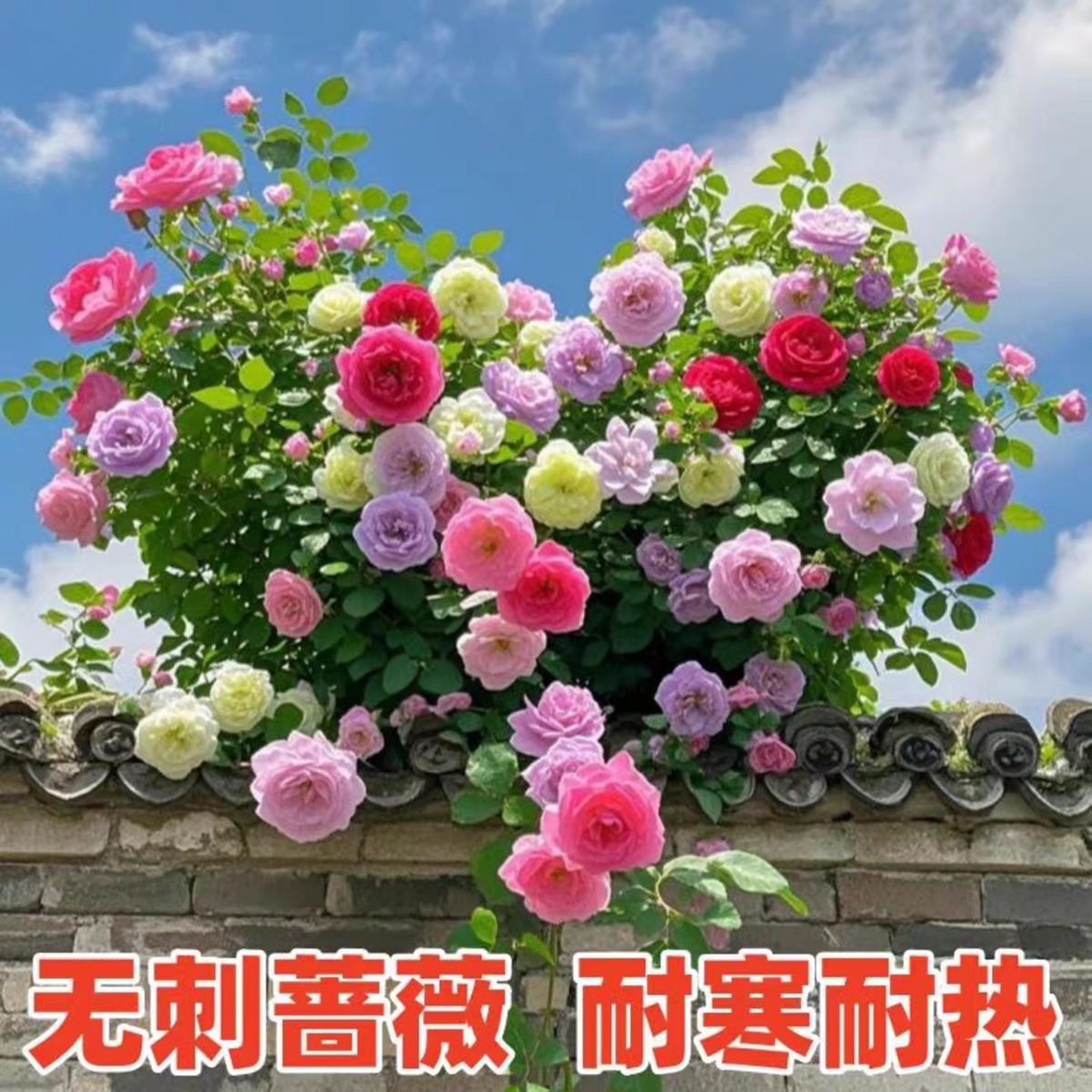 多花无刺蔷薇花盆栽浓香庭院爬藤攀援老桩植物藤本月季多季花耐寒,淘宝优惠券,粉丝福利购,淘宝优惠卷