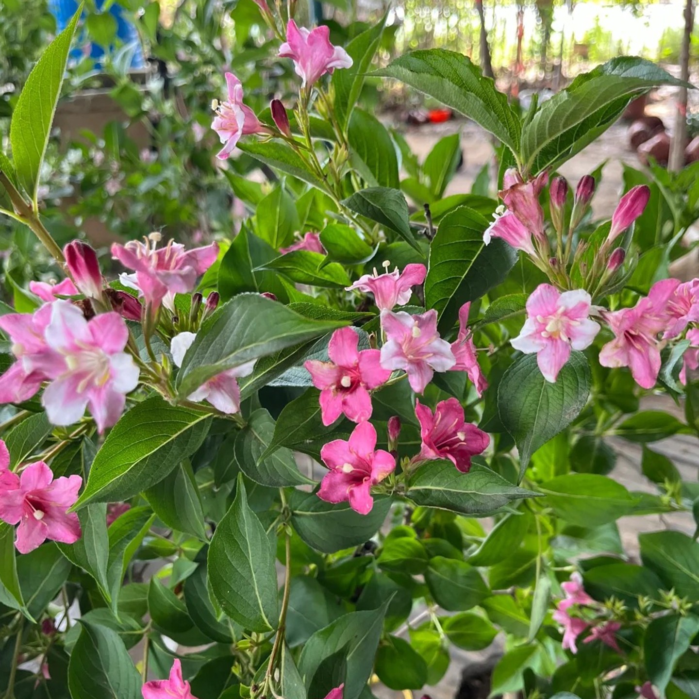 无刺蒜香藤花苗紫铃藤花多季开花庭院阳台盆栽爬藤攀援植物驱蚊虫,淘宝优惠券,粉丝福利购,淘宝优惠卷