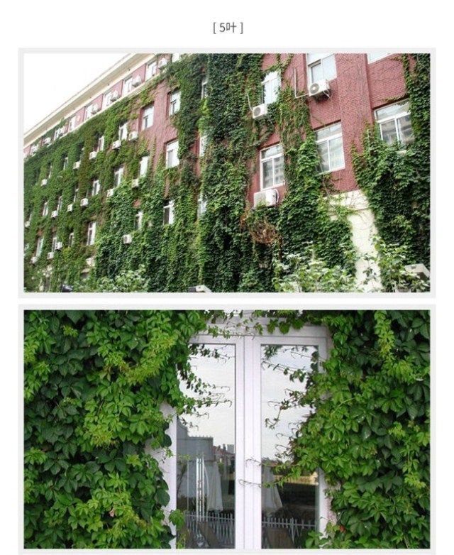 种子银丝别墅盆栽扶芳藤本青花绿化常青爬山虎苗带土植物台庭带花 杨久久家居旗舰店 淘优券 种子银丝别墅盆栽扶芳藤本青花绿化常青爬山虎苗带土植物台庭带花 杨久久家居旗舰店 淘优券