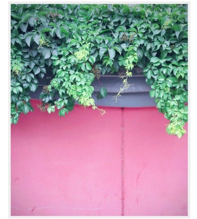 种子银丝别墅盆栽扶芳藤本青花绿化常青爬山虎苗带土植物台庭带花 杨久久家居旗舰店 淘优券 种子银丝别墅盆栽扶芳藤本青花绿化常青爬山虎苗带土植物台庭带花 杨久久家居旗舰店 淘优券