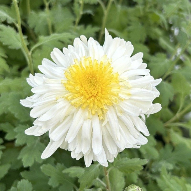 国华大菊花苗维也纳传统国菊菊独本苗耐寒多年生宿根植物包邮,淘宝优惠券,粉丝福利购,淘宝优惠卷