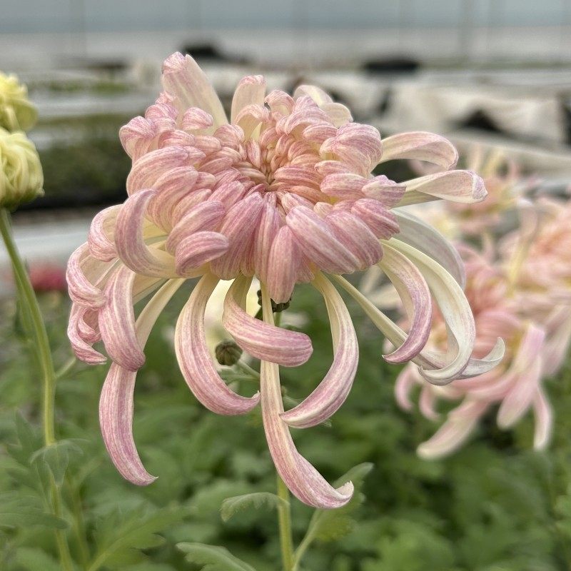 国华大菊花苗维也纳传统国菊菊独本苗耐寒多年生宿根植物包邮,淘宝优惠券,粉丝福利购,淘宝优惠卷