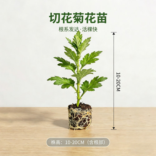 切花菊三文鱼花苗多年生草本花卉秋季开花阳台庭院盆景带土发货 - 图2
