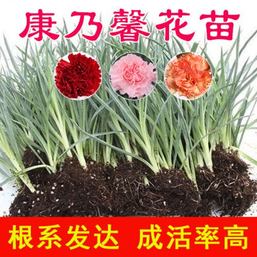 康乃馨花苗高杆切花小苗重瓣大花室内外阳台盆栽花卉耐寒耐热易活 - 图3