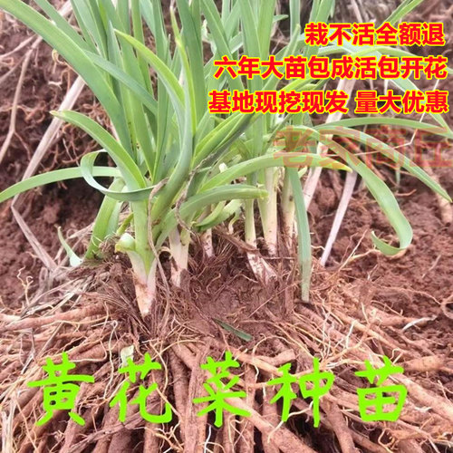 黄花菜种植苗食用黄花菜种苗黄花菜苗包成活忘忧草苗金针菜苗现挖 - 图0