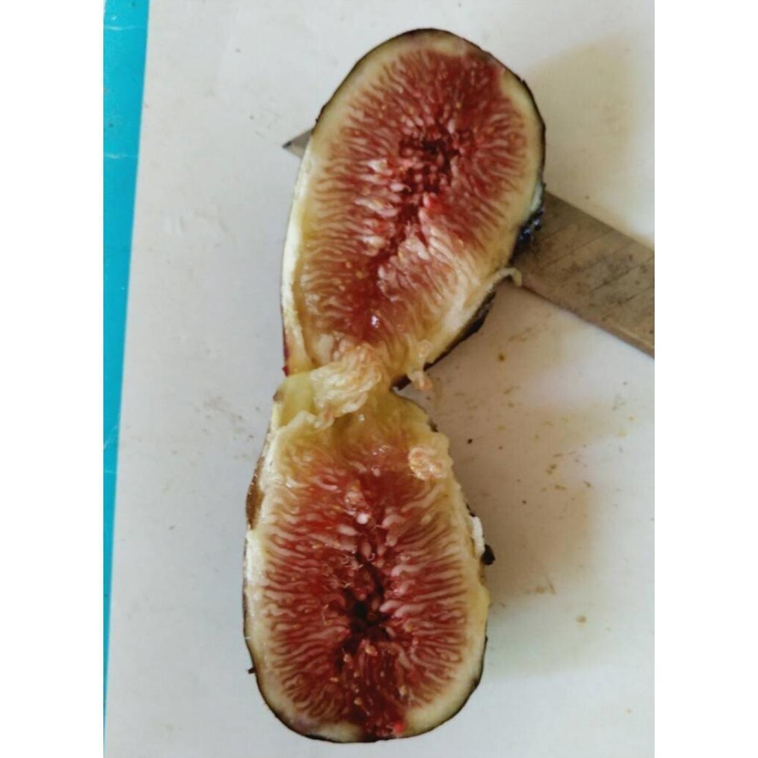嫁接新品种黑卡龙无花果树苗黑色特大果盆栽地栽四季种植当年结果 - 图2
