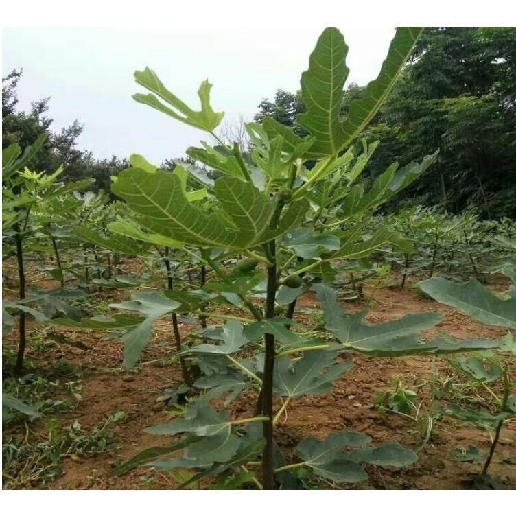 嫁接新品种黑卡龙无花果树苗黑色特大果盆栽地栽四季种植当年结果 - 图3