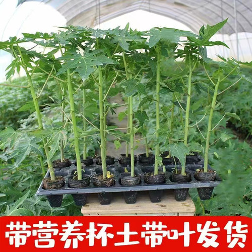 木瓜苗树南方矮化高产雷州冰糖红心大苗南方种植盆栽地栽当年结果 - 图1
