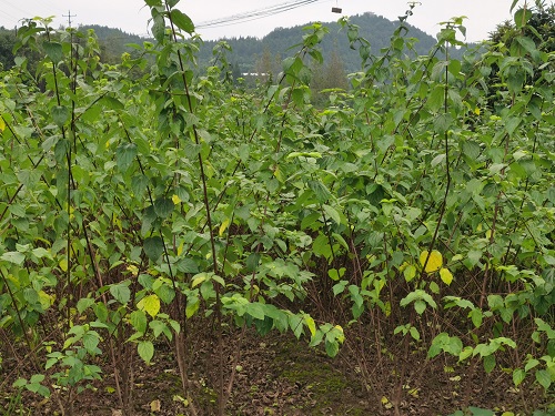 神仙树豆腐柴根根茎很有效果-图1