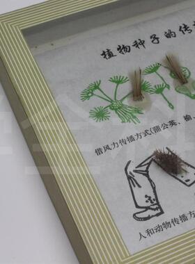 植物种子传播方式标本小学科学生物实验器Q材教学仪器教学标本