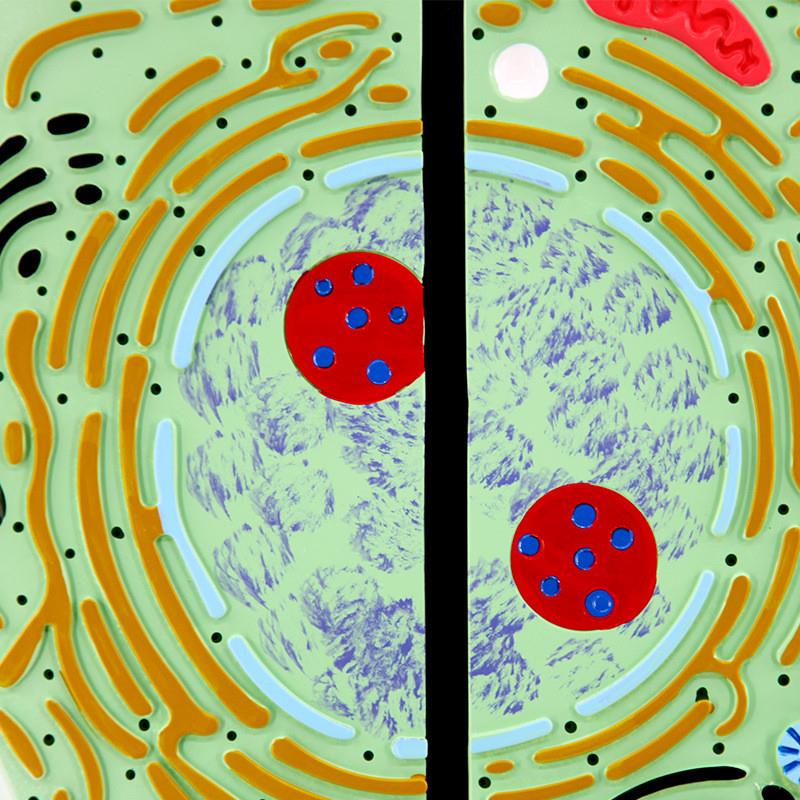 动植物细胞对比细胞器r细胞核叶绿体植物细胞可拆卸生物课用 - 图1