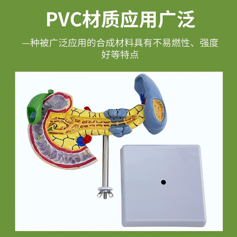 仿真人体肝脏模型肝解剖肝胆胰脾十二指肠病变肝胆U胰肝胆胰胃切 - 图0