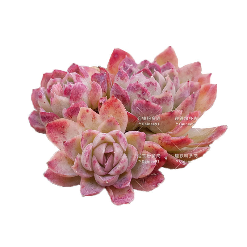 10月2日61到70号迎铁粉多肉韩国直播间每日下午1点直播链接 迎铁粉多肉韩国基地总店 淘优券