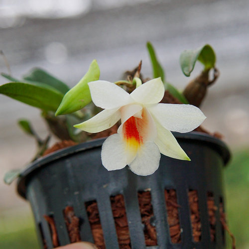 匠人花圃喉红石斛夏季开花小巧桌面好养植物盆栽矮石斛有香雨林缸 - 图2