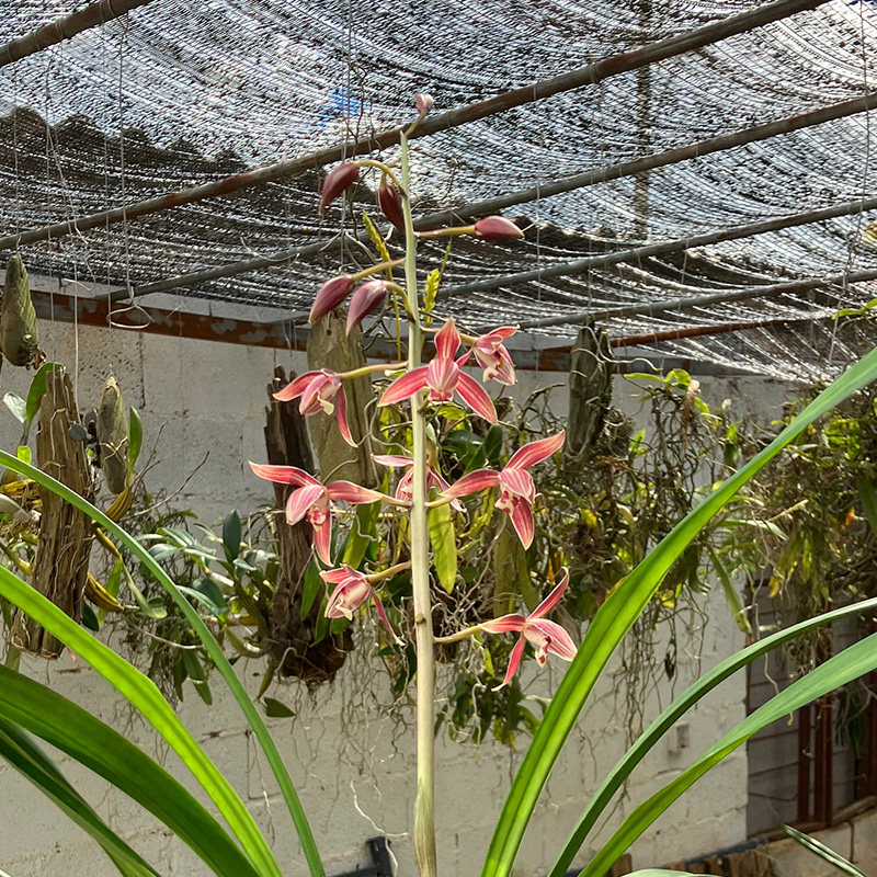 秋榜白榜年年红兰花国兰匠人花圃花色类似茶城红版纳红,淘宝优惠券,粉丝福利购,淘宝优惠卷