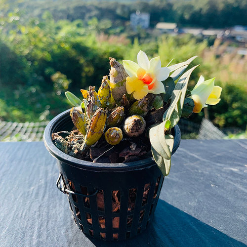 匠人花圃云南矮石斛雨林缸植物喉红多肉块茎袖珍型浓香型耐干室内 - 图2