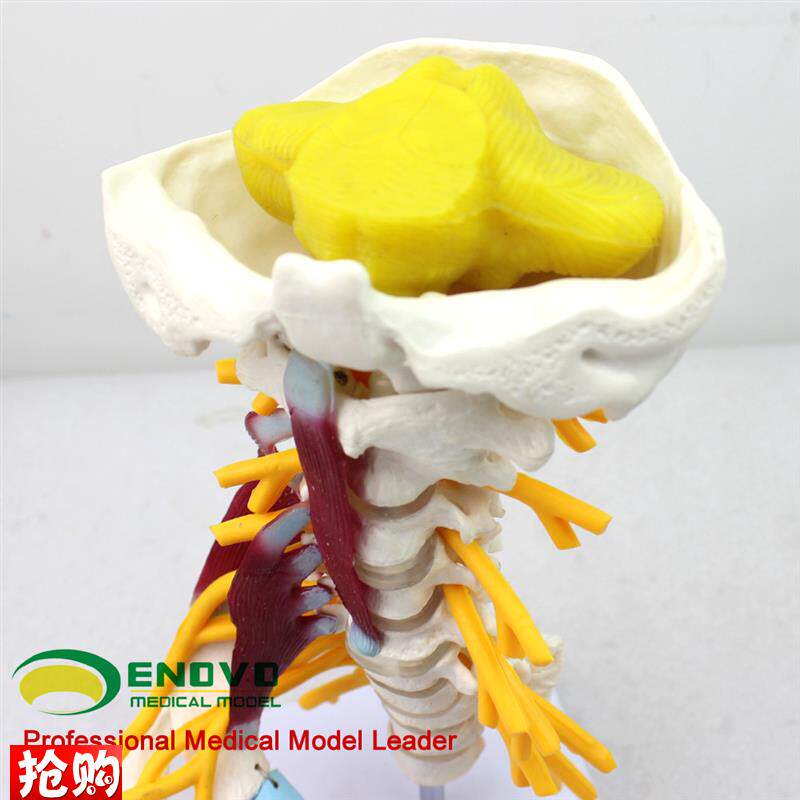 ENOVO颐诺医学人体颈椎模型颈B臂丛神经肌肉模型人体骨骼标本模型 - 图1