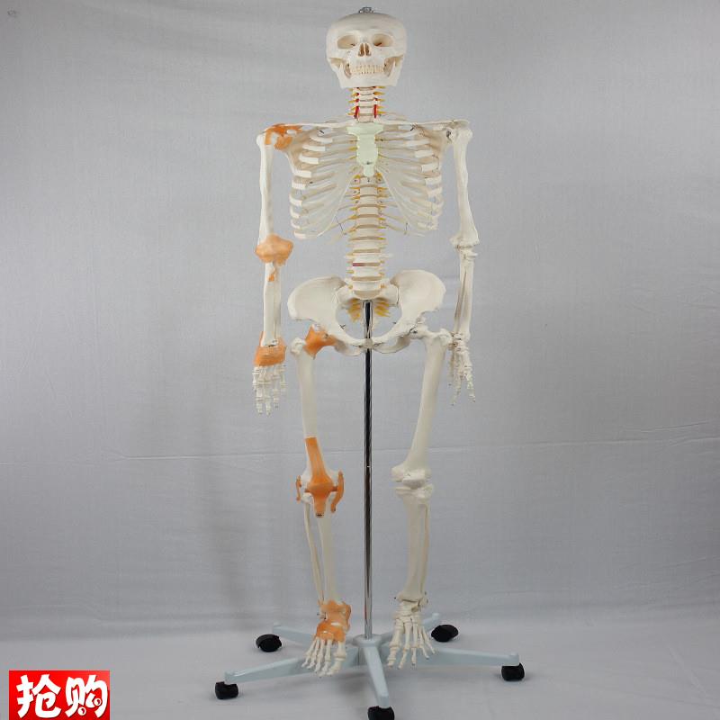 德国精工】成人骨骼附关节韧带模型医学教学R器材实验演示模型 - 图1