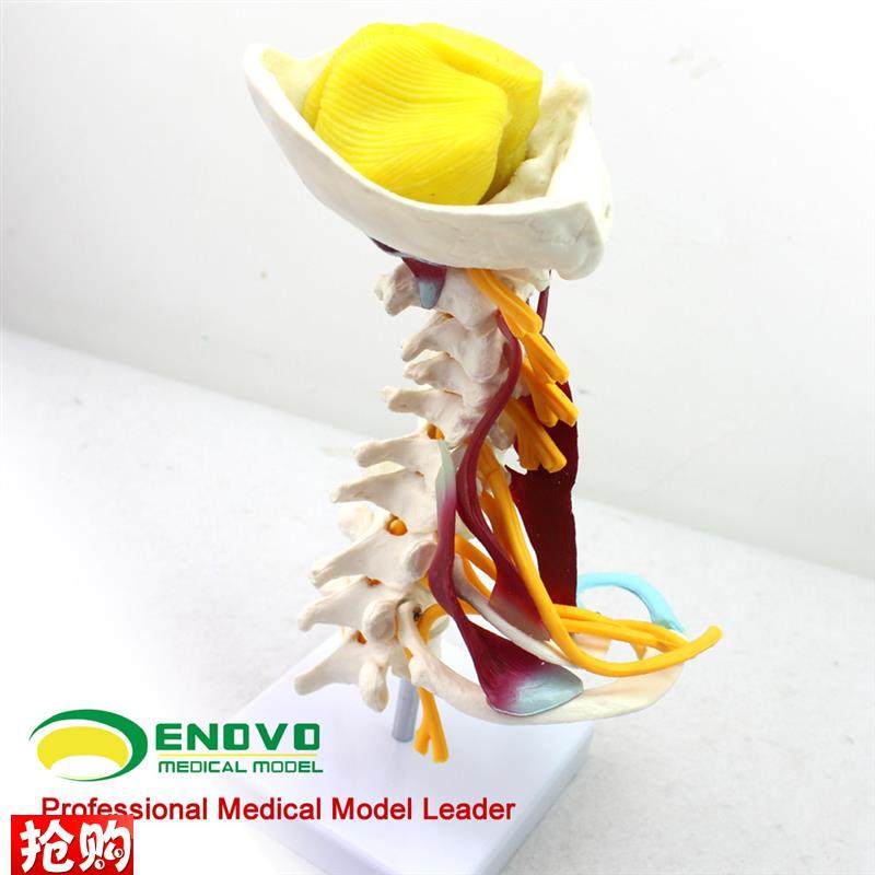 ENOVO颐诺医学人体颈椎模型颈B臂丛神经肌肉模型人体骨骼标本模型 - 图2