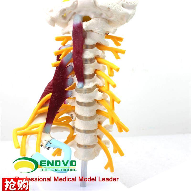 ENOVO颐诺医学人体颈椎模型颈B臂丛神经肌肉模型人体骨骼标本模型 - 图0
