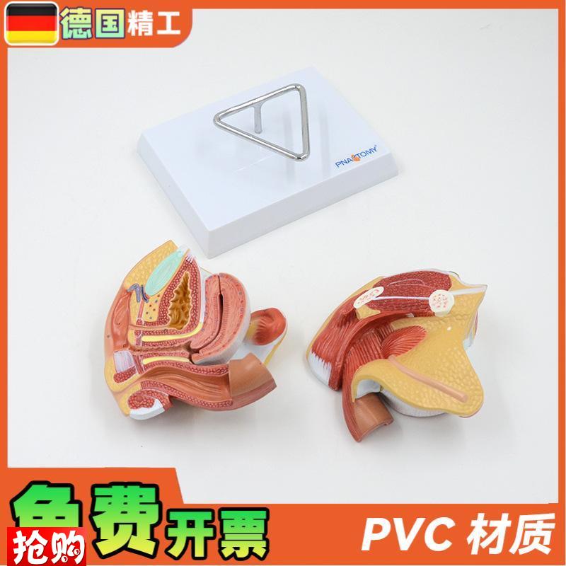 德国】女性子宫模型卵巢阴道女B性内外生殖官模型生殖科妇科演 - 图1