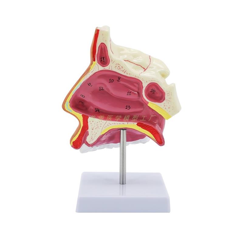 人体鼻腔口腔咽k喉解剖模型鼻咽腔口咽腔喉咽腔耳鼻喉科模型 - 图3