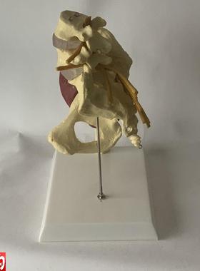 人体女性盆骨开合瑜伽演示髋关节C教具骨盆修复肌肉神经椎间盘突