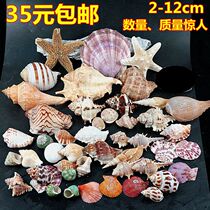 950g Great Sea Snail Shells Sea Star Decoration Suit Water Group Building View Wall Advertising Shop Windows Design Props