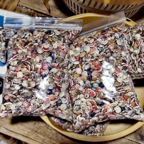1500只天然小海螺 蜗牛贝壳彩虹螺手工diy材料海洋漂流瓶滴胶鱼缸 - 图3