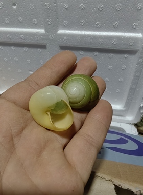 天然海螺贝壳 黄玉蜗牛螺标本摆件寄居蟹替换鱼缸造景相框材料