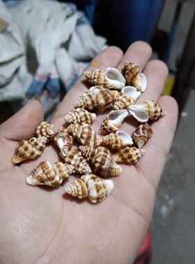 天然小海螺寄居蟹替换壳