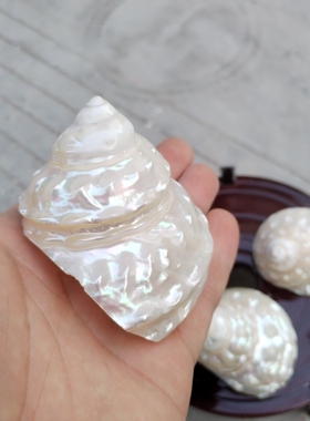 天然大海螺 荧光塔螺 精美可爱寄居蟹替换备用壳橱窗玄关客厅摆件