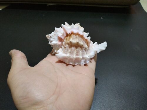 天然海螺 粉色可爱千手骨螺 寄居蟹替换备用鱼缸造景卷贝三湖躲避 - 图3