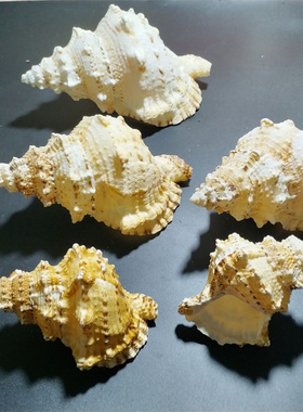 天然大海螺精品摆件海螺蓝海精灵