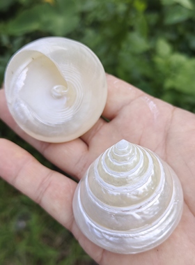 天然海螺去皮银光塔螺寄居蟹攀爬鱼缸水族造景家居摆件装饰品拍摄