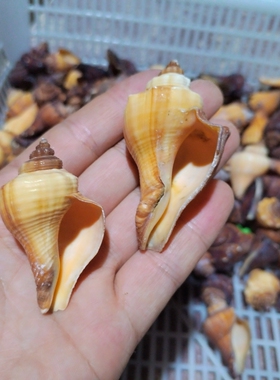 天然海螺贝壳 红角螺 寄居蟹专用替换备用壳