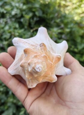 天然超大羊角螺听海声海螺贝壳鱼缸水族造景家居装饰摆件拍摄道具