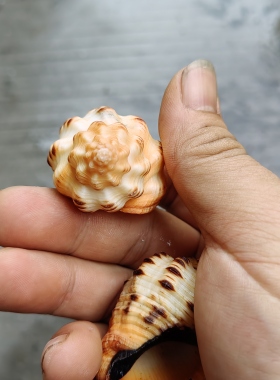 天然海螺贝壳核桃螺寄居蟹替换壳鱼缸造景装饰摆件收藏标本儿童礼