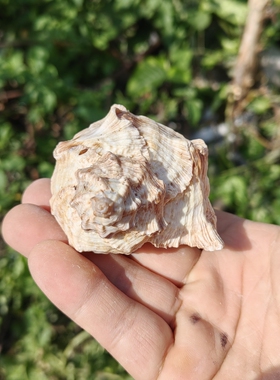 天然海螺 骨螺 大号寄居蟹替换壳 鱼缸三湖虎鱼孵化躲避屋