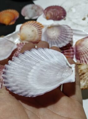 天然海螺贝壳 紫色彩色扇贝 手工diy贝壳画夜灯材料烧烤贝