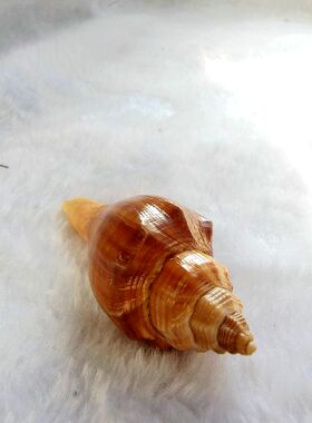 旋螺海螺贝壳鱼缸造景装饰品