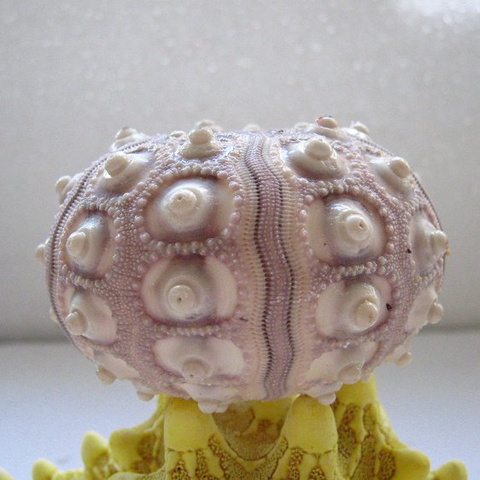 超大天然海胆 海螺贝壳办公桌创意新奇摆件 女生惊喜礼物拍摄道具