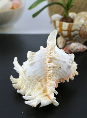 海螺贝壳千手菊花风声摆件装饰