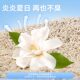 Tofu bentonite ຊາຍປະສົມ