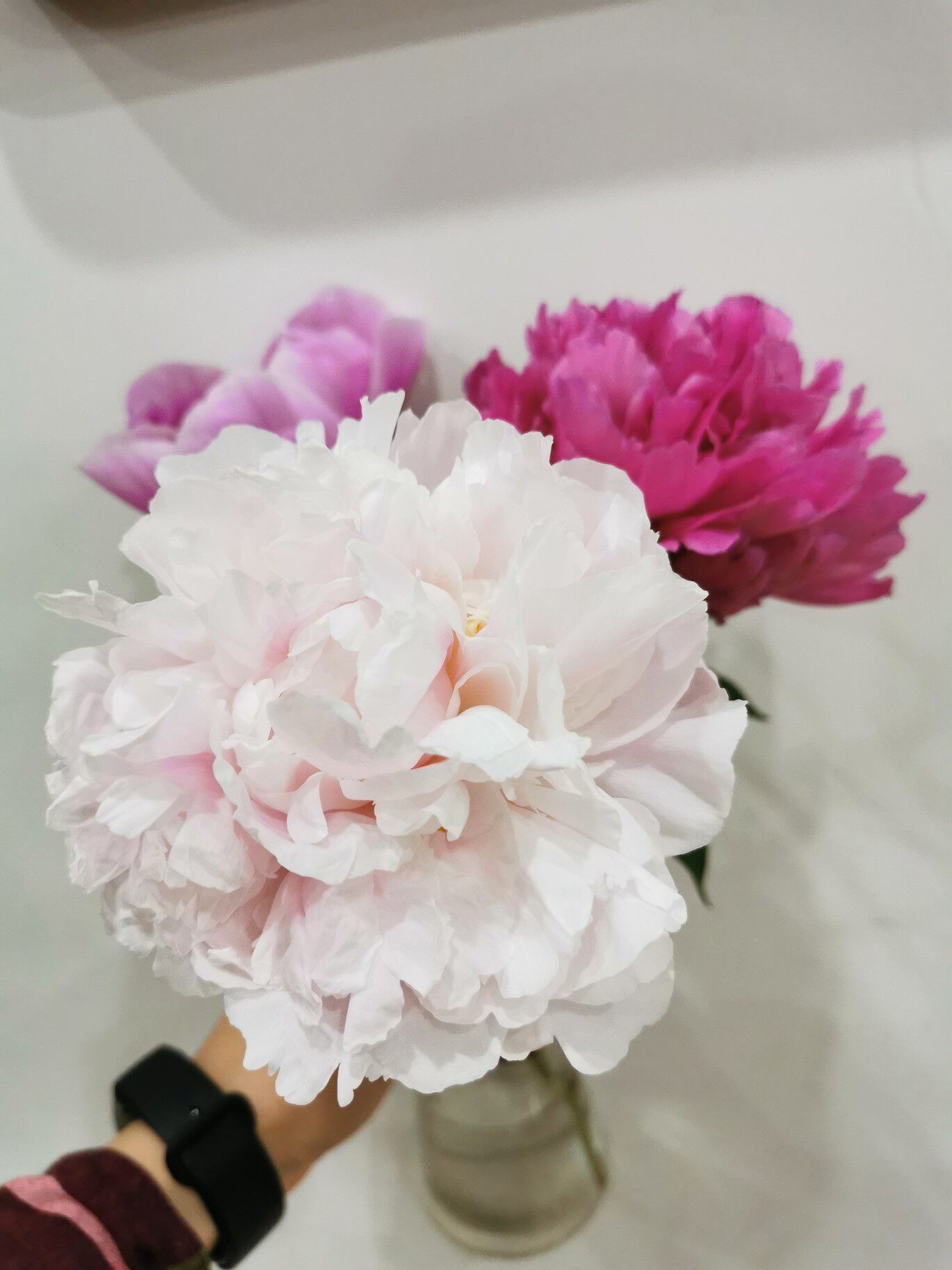 鲜花重瓣菏泽大芍药鲜切花牡丹家庭插花进口芍药花神山东基地直发 曹州牡丹芍药种植园 淘优券