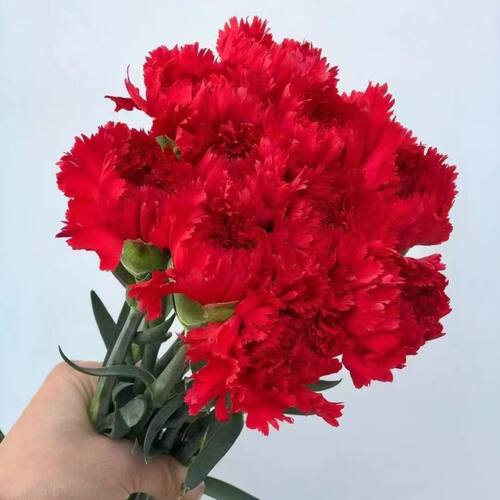 红色康乃馨鲜花现采母亲节送妈妈鲜花家用插花水养云南基地直发 - 图1