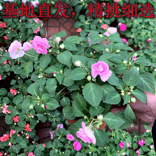 非洲重瓣凤仙水梅带花苞发货季开重瓣花卉盆栽植物阳台客厅易养 - 图0