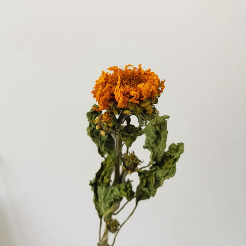 云南干花重瓣向日葵真花风干花束北欧咖啡厅家居装饰插花拍摄道具 - 图1
