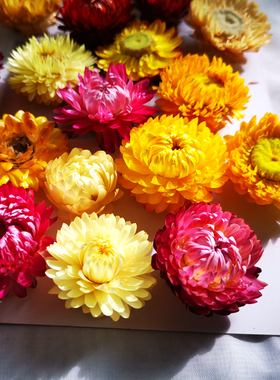 雏菊干花易花坊真花DIY材料